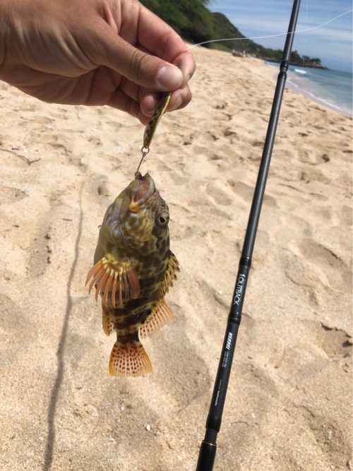 エレクトリックビーチで釣れたカサゴっぽい魚