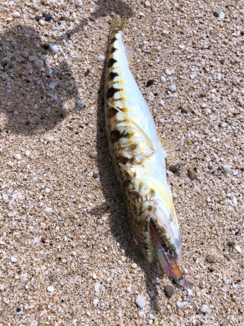 エレクトリックビーチで釣れたエソっぽい魚。ルアーはTOTOHS