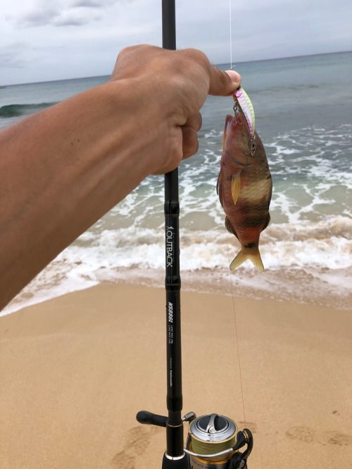 ハワイのビーチで釣れたオジサン2