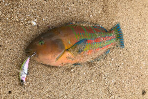 ハワイのビーチで釣れた最大魚