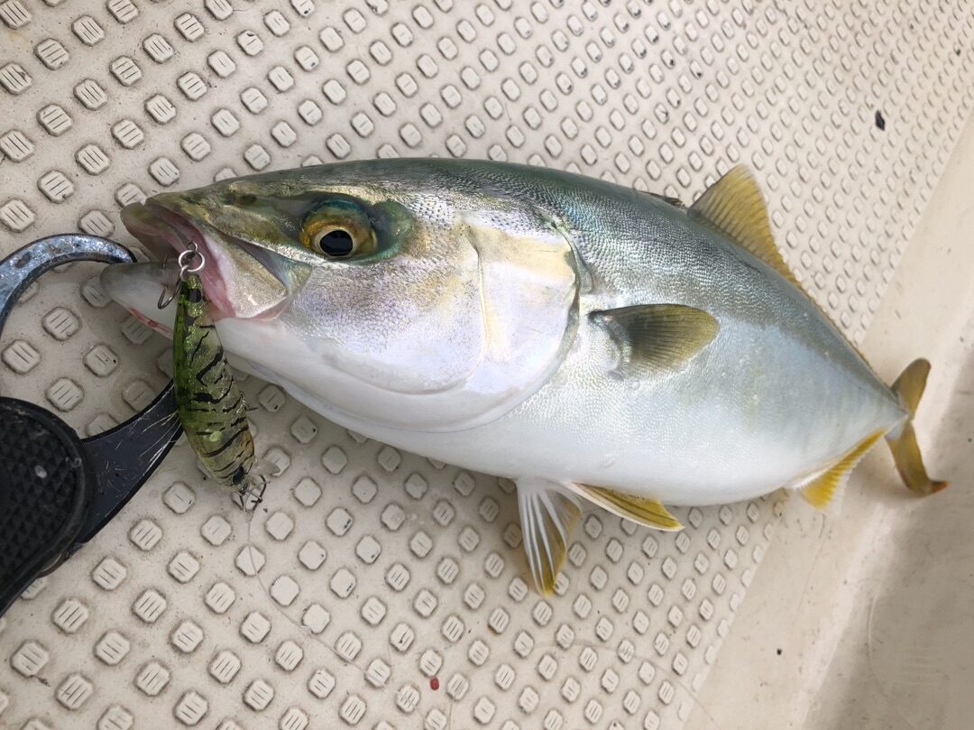 東京湾に青物が シラス食いのイナダ狙いにtoto Hs 須江のブログ